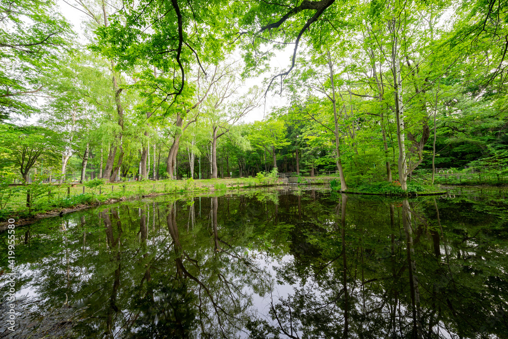 Nature landscape of pond and reflection in the historical Hokkaido Shrine Nature landscape of pond and reflection in the historical Hokkaido Shrine