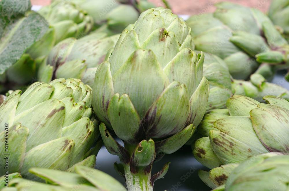 Fototapeta premium Freshly harvested fresh and natural artichokes