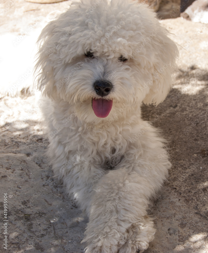 Adorable Perro Caniche Blanco Muy Feliz Sentado Con Las Patas Cruzadas Adorable Perro Caniche Blanco Muy Feliz Sentado Con Las Patas Cruzadas
