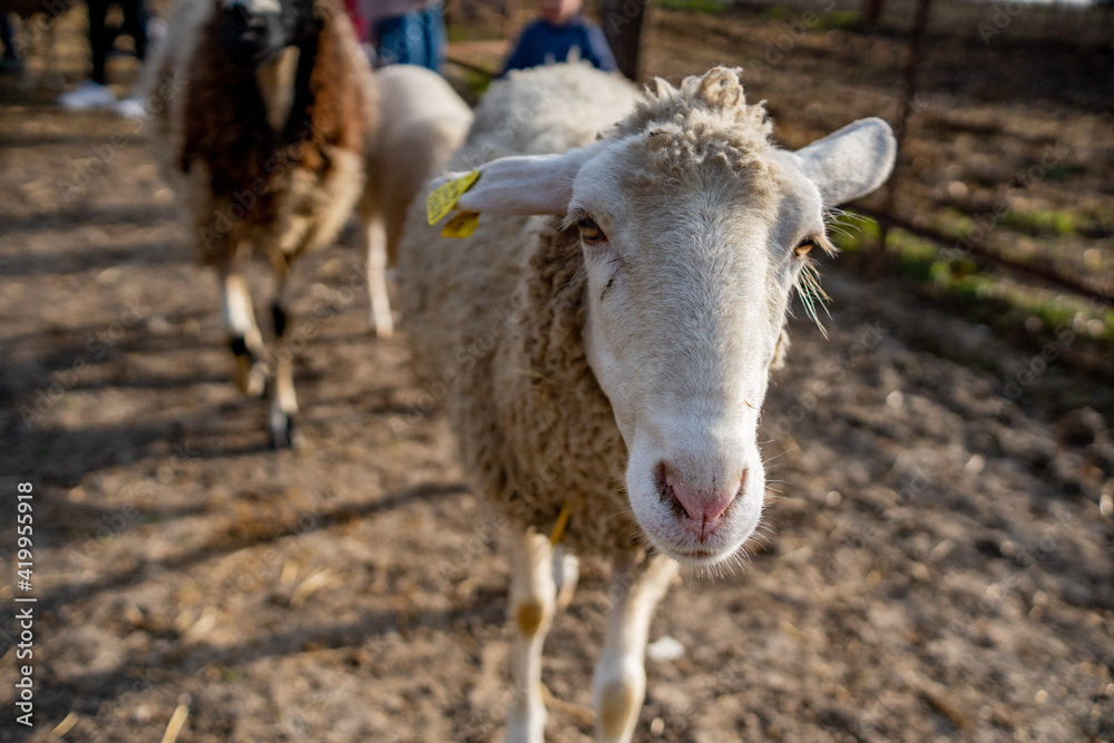 Obraz premium sheep in the farm