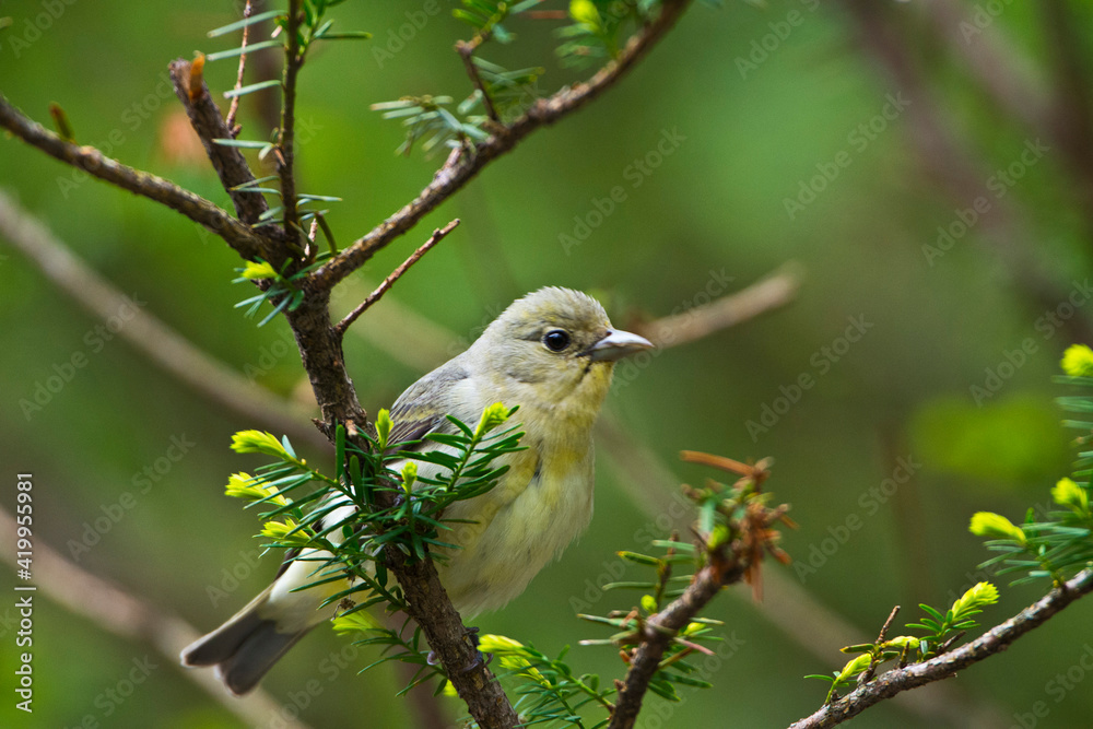 USA, Minnesota, Mendota Heights, Mohican Lane, Scarlet Tanager USA, Minnesota, Mendota Heights, Mohican Lane, Scarlet Tanager
