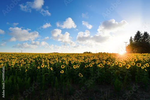 Картината върху платно A large field of sunflowers in bloom next to a small farm house as the sun sets