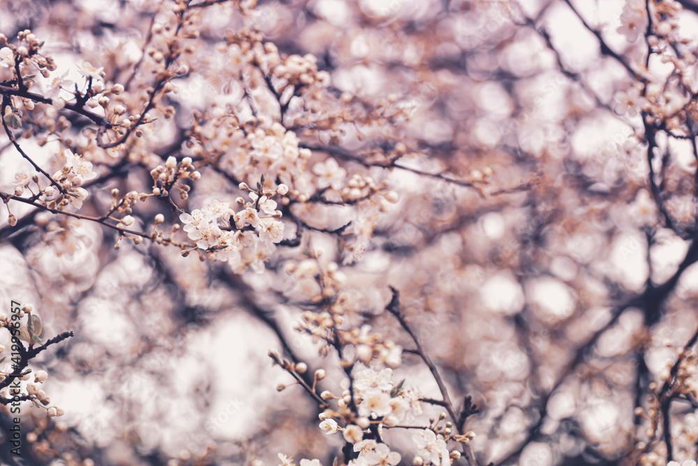Close up on blooming tree flowers early springtime when the seasons change from winter back to life , pink tones and fresh look
