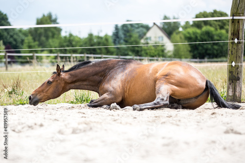 hübsches braunes Warmblut wälzt sich nach getaner Arbeit im Sand auf einem Paddock im Auslauf