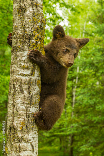 Fototapeta USA, Minnesota, Pine County. Black bear cub climbing tree.