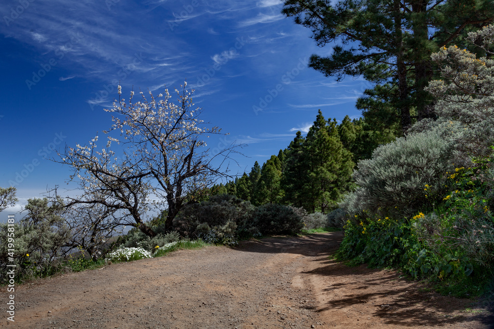 The path between the trees and flowers, Gran Canaria, Canary Islands, Spain The path between the trees and flowers, Gran Canaria, Canary Islands, Spain