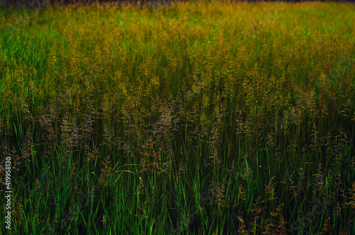 meadow with beautiful wild plants