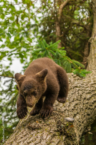 USA, Minnesota, Pine County. Black bear cub on tree.