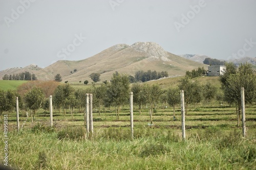 Plantaciones de olivos en las sierras del Departamento de Lavalleja, Uruguay