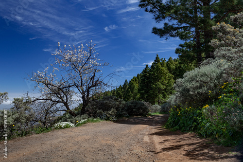 Obraz na płótnie The path between the trees and flowers, Gran Canaria, Canary Islands, Spain w salonie