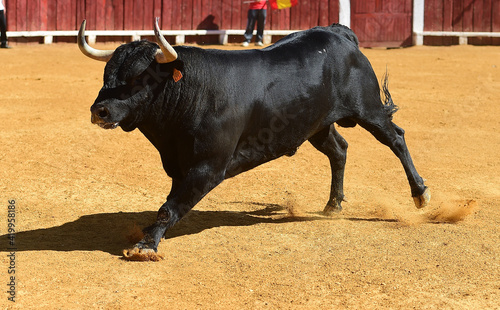 un toro poderoso en una plaza de toros en un espectaculo taurino