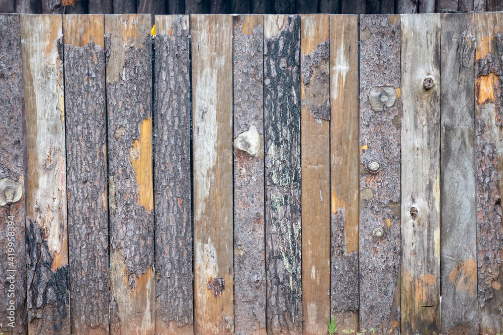 Texture of vertically parallel trunks and bark - obrazy, fototapety, plakaty 