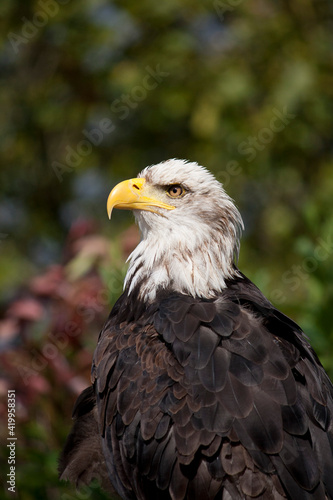 portrait of the eagle