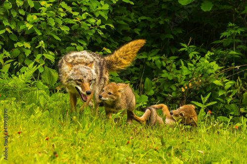 Tableau sur toile USA, Minnesota, Pine County. Coyote mother with pups.