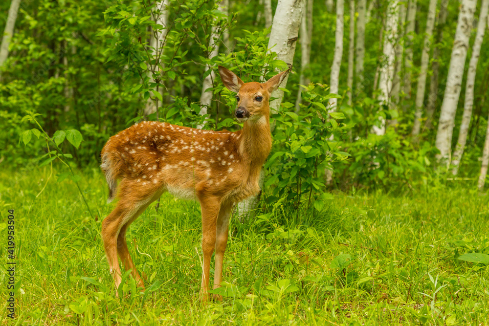 USA, Minnesota, Pine County. White-tailed deer fawn close-up. USA, Minnesota, Pine County. White-tailed deer fawn close-up.