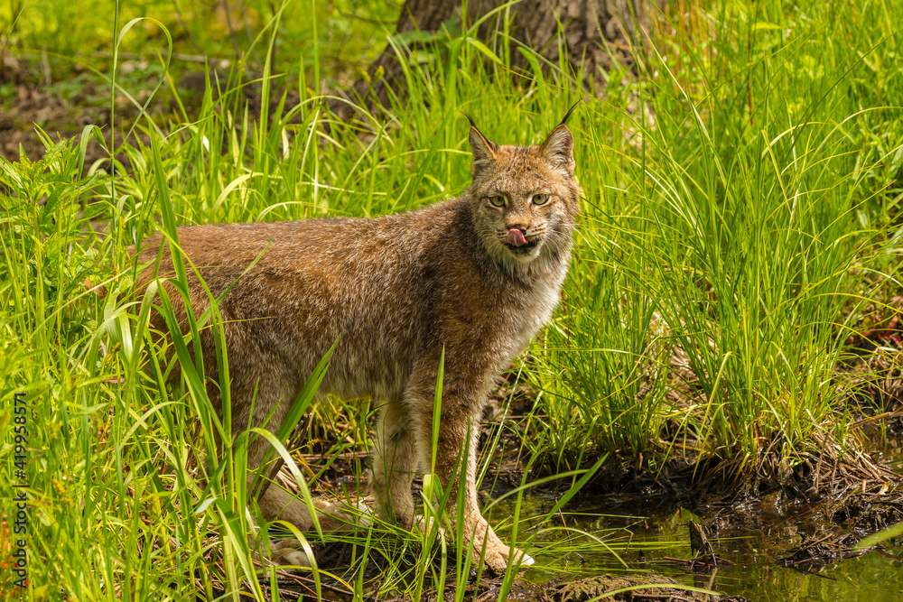 Obraz premium USA, Minnesota, Pine County. Lynx close-up.