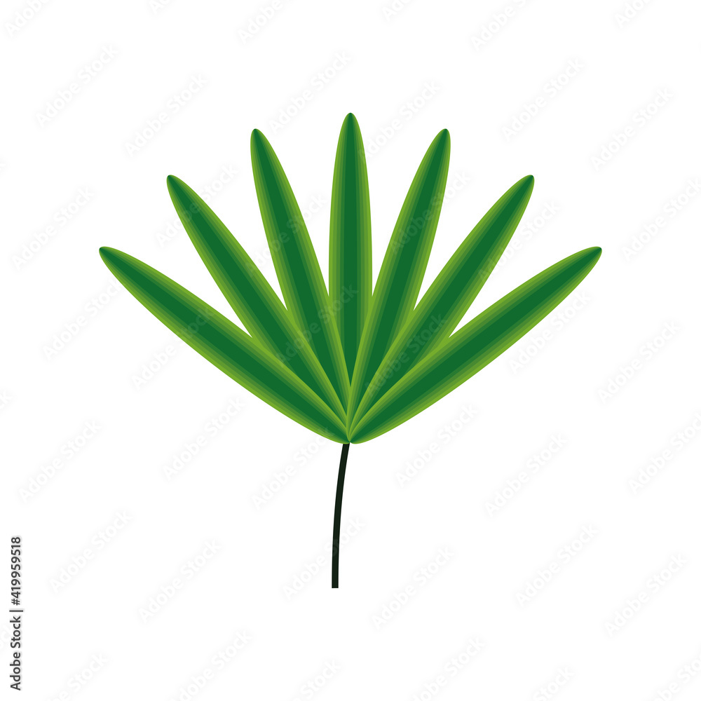 leaf tropical foliage