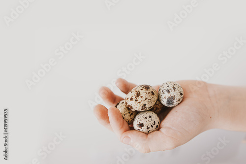 little quail eggs on a child's hand in close-up