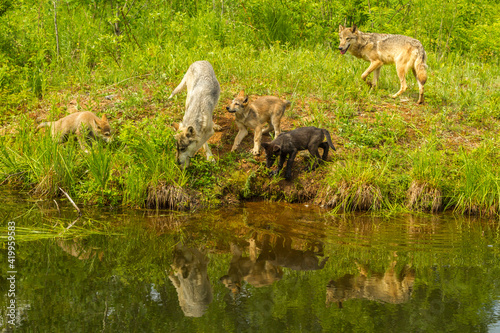 USA, Minnesota, Pine County. Wolf family reflects in pond.