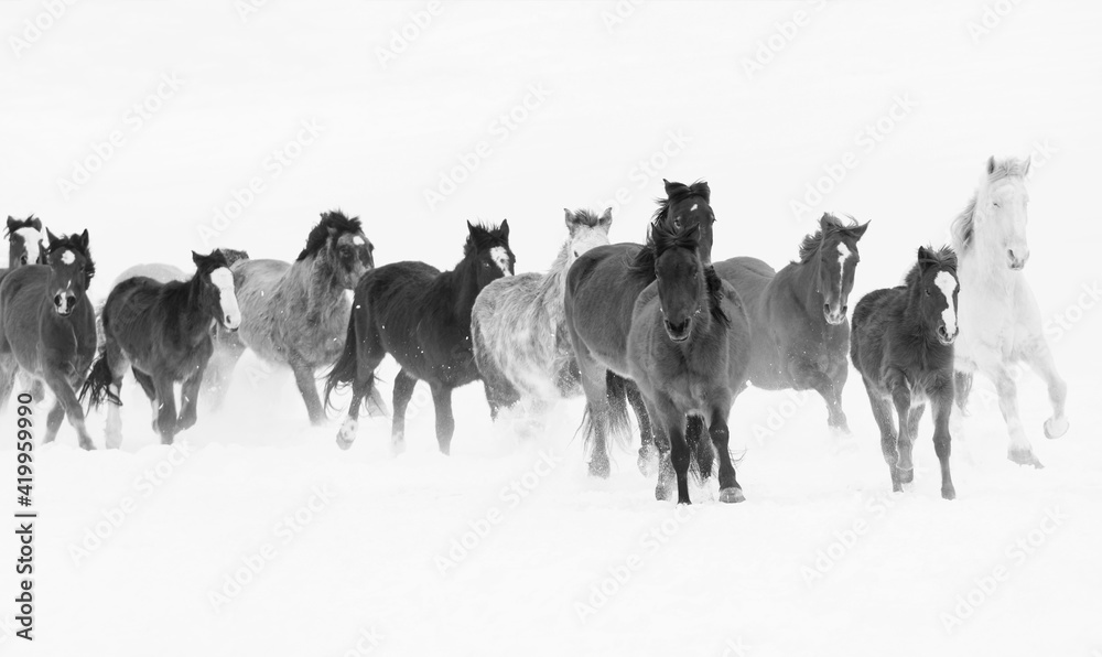 Obraz premium Rodeo horses running during winter roundup, Kalispell, Montana.