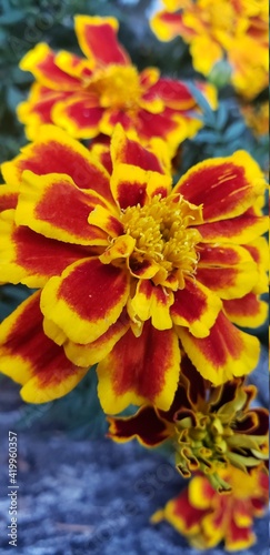 Primrose