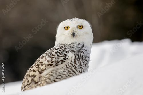 Snowy owl, Montana. © Danita Delimont