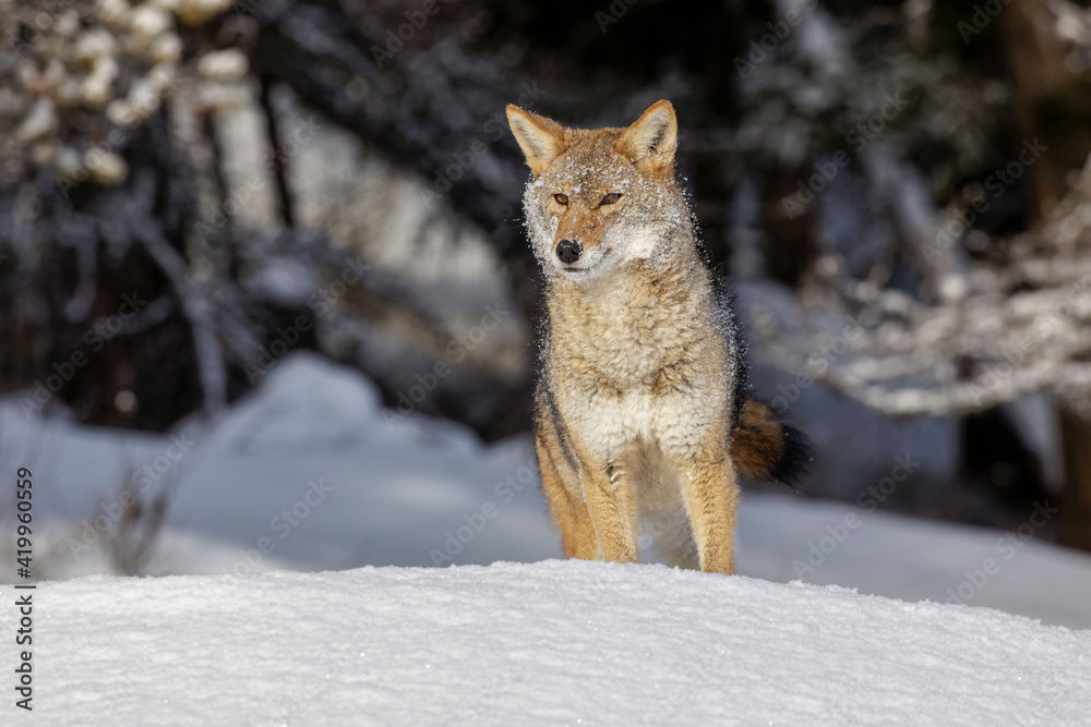 Fototapeta premium Coyote in deep winter snow, Montana.