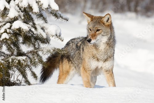 Coyote in deep winter snow, Montana. © Danita Delimont
