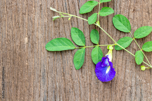 Butterfly pea or blue pea on wooden table background.