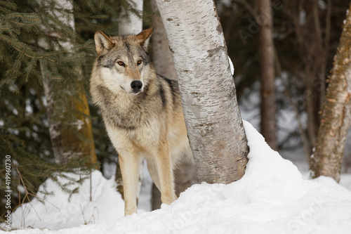 Tundra wolf in winter, Montana. © Danita Delimont