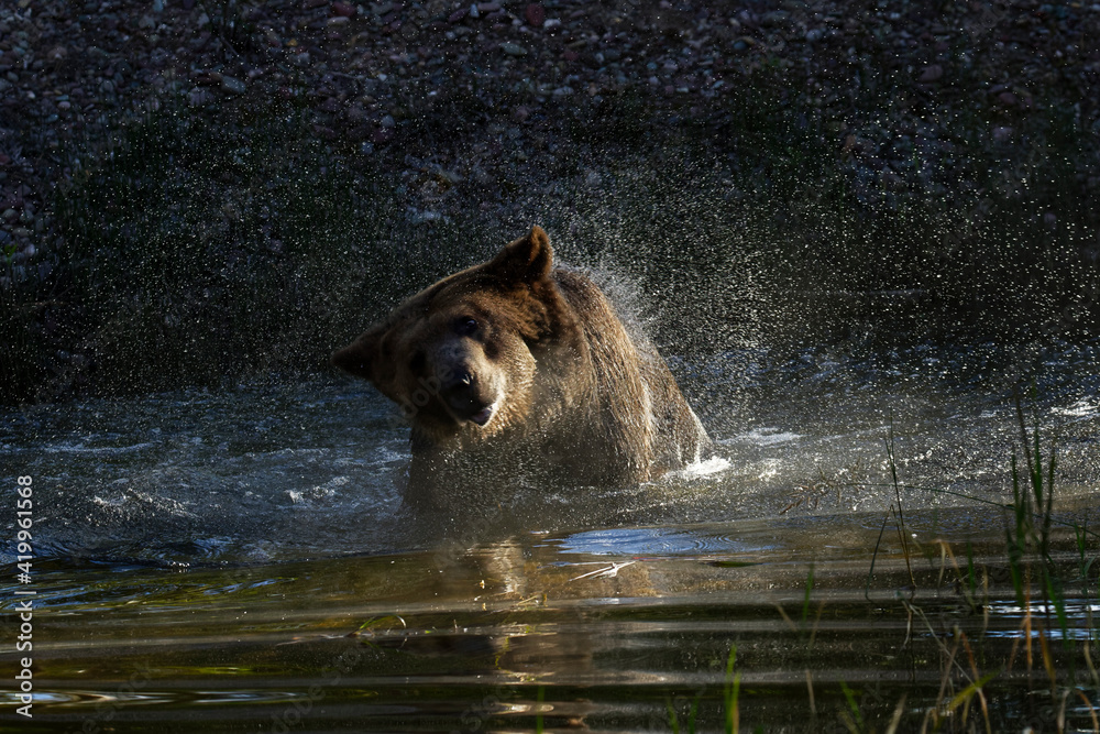 Grizzly bear in pond shaking water off. Grizzly bear in pond shaking water off.