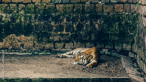 A tiger lying inside a cage at the zoo