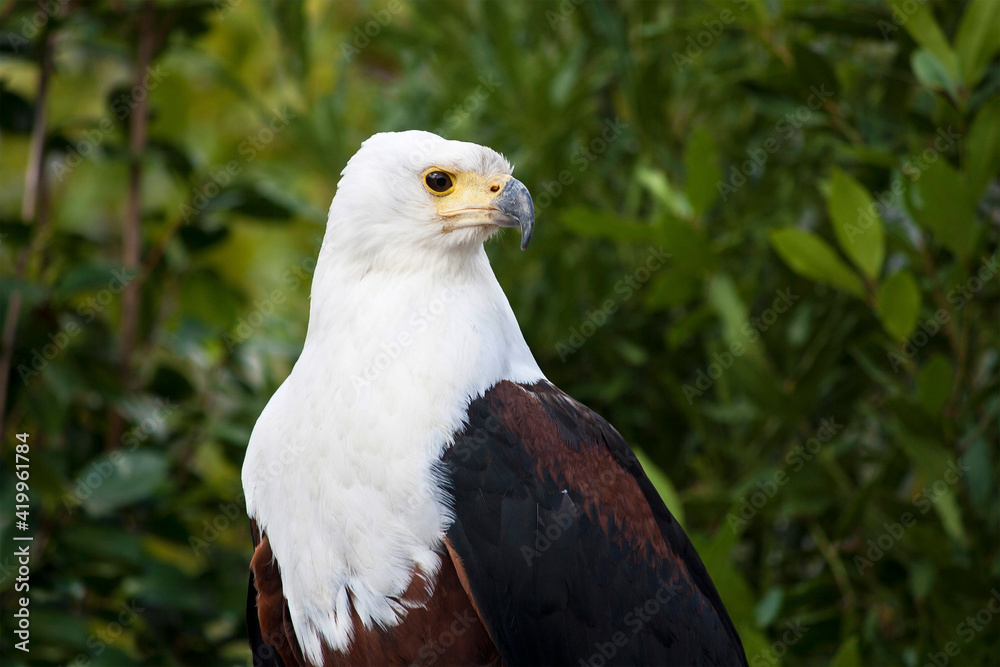 portrait of a eagle with plants portrait of a eagle with plants