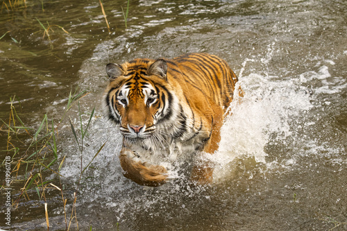 Siberian Tiger hunting emerging from pond.