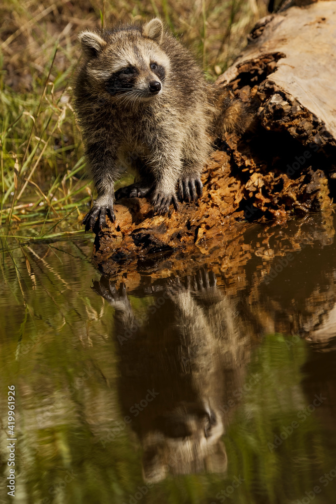 North American raccoon and reflection on pond, Montana. North American raccoon and reflection on pond, Montana.