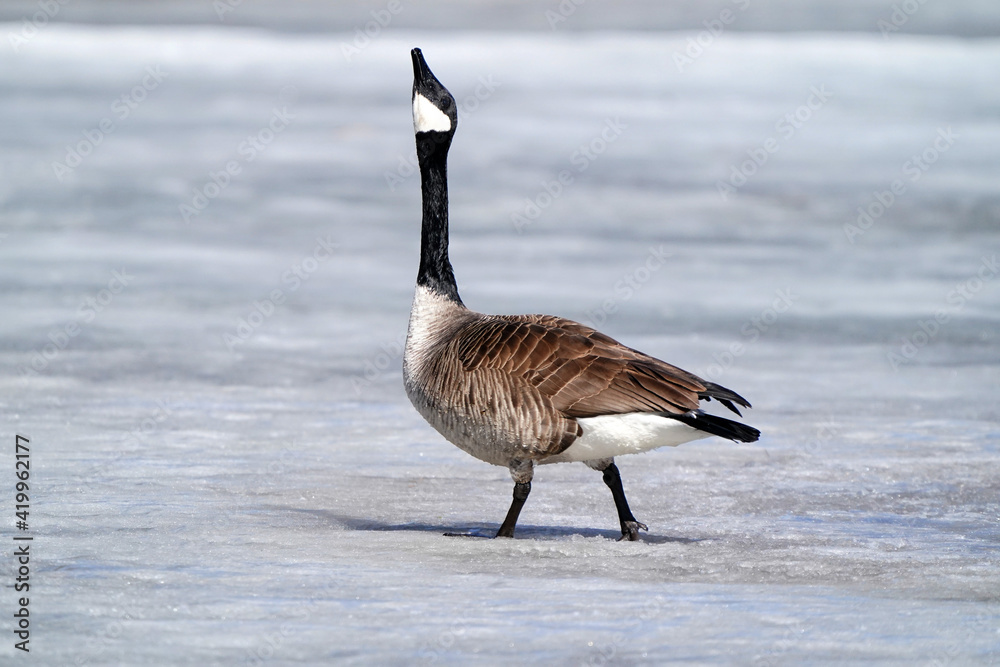 Fototapeta premium Canada Geese on thawing pond and flying over lake in early spring in overcast day and high winds