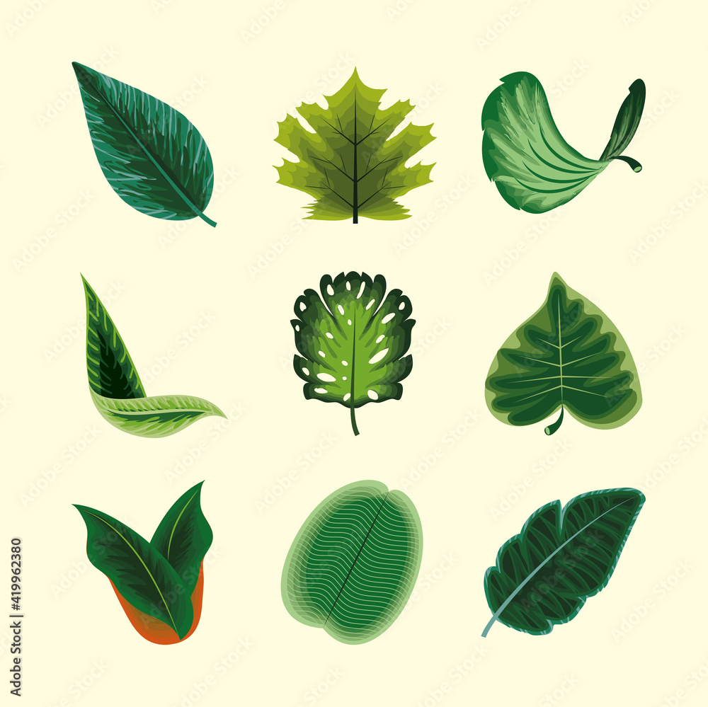 Fototapeta premium set leaf leaves
