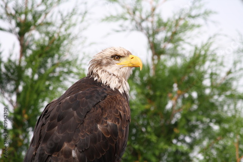 american bald eagle