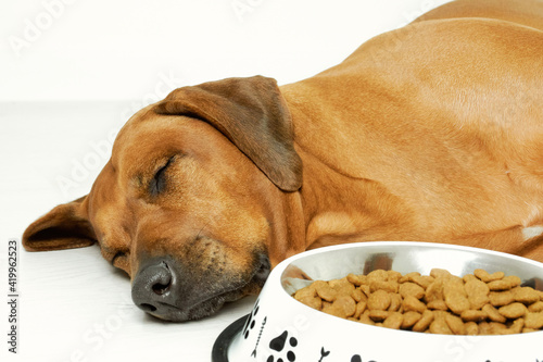 Canvas Print Sleeping dog and bowl with food