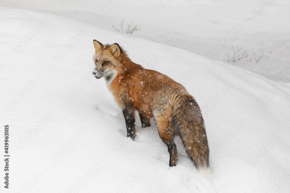 Red fox in fresh winter snow, Montana. Red fox in fresh winter snow, Montana.