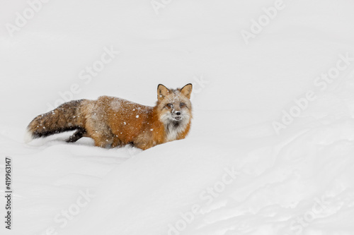 Red fox in fresh winter snow, Montana.