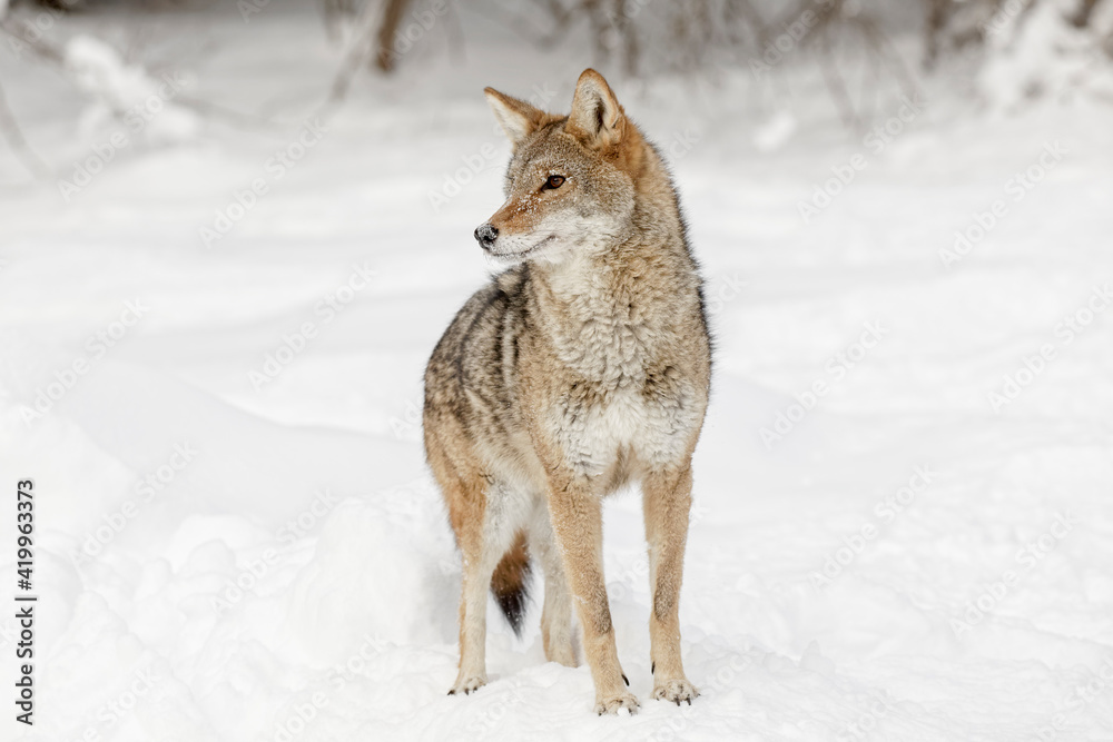 Coyote in deep winter snow, Montana.