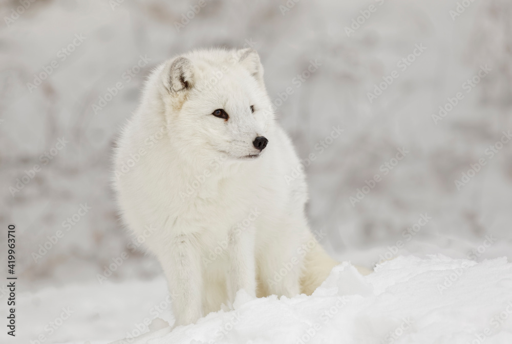Arctic Fox, Montana.