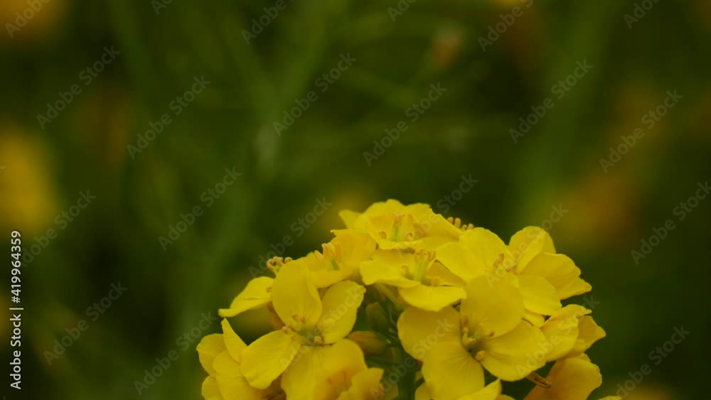 菜の花と、そこで蜜を吸って飛び立つハチのクローズアップ 菜の花と、そこで蜜を吸って飛び立つハチのクローズアップ