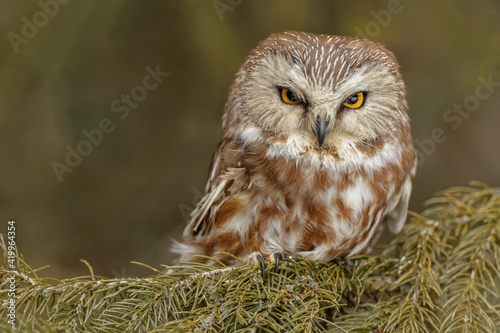 Northern saw-whet owl, Montana. photo