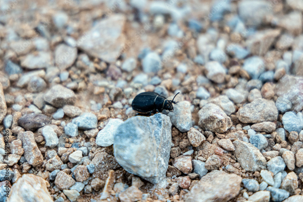 Beetle between rocks Beetle between rocks