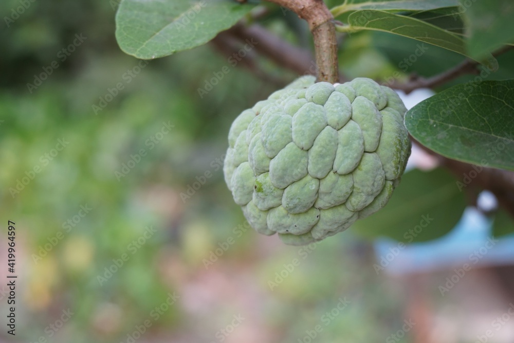 Fototapeta premium fresh green sugar apple fruit in nature garden