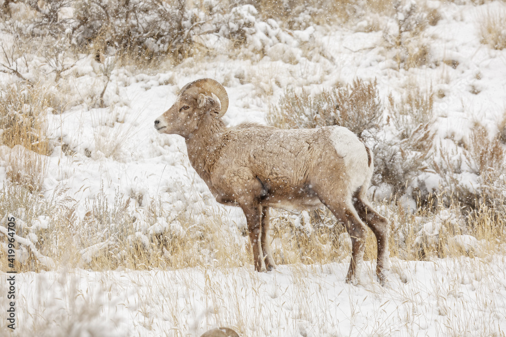 Fototapeta premium Bighorn Sheep in winter, Yellowstone National Park, Montana.