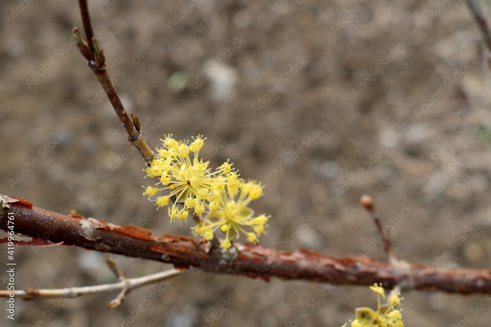春の黄色い花 サンシュユ Stock Photo Adobe Stock