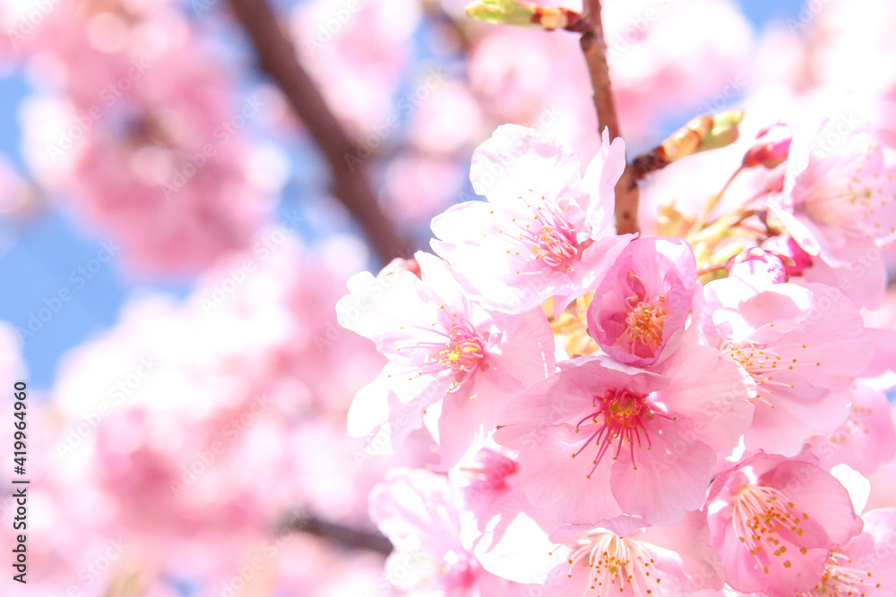 サクラ 美しい さくら 桜 ピンク 花びら 綺麗 穏やか 春 かわいい 日本 入学 卒業 サクラ 美しい さくら 桜 ピンク 花びら 綺麗 穏やか 春 かわいい 日本 入学 卒業